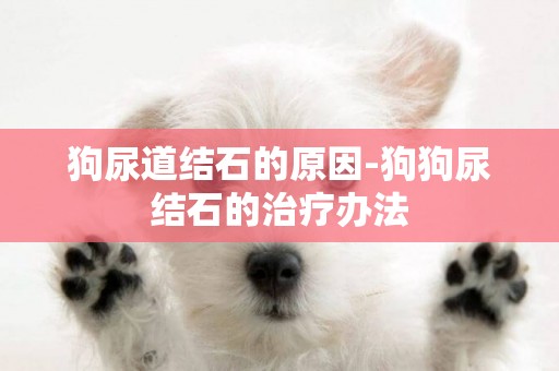 狗尿道結石的原因-狗狗尿結石的治療辦法