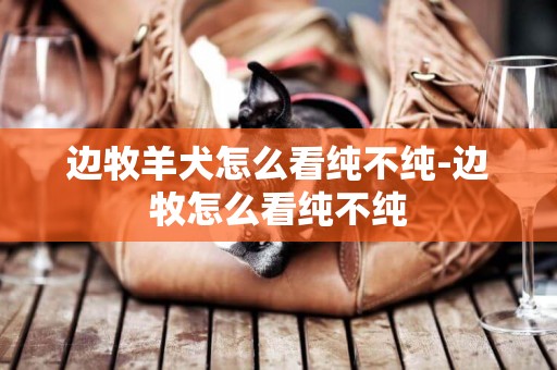 邊牧羊犬怎么看純不純-邊牧怎么看純不純