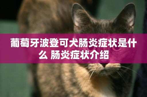 葡萄牙波登可犬腸炎癥狀是什么 腸炎癥狀介紹