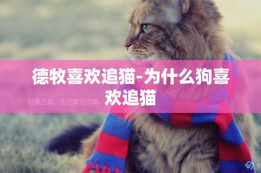 德牧喜歡追貓-為什么狗喜歡追貓