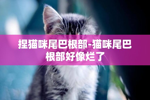捏貓咪尾巴根部-貓咪尾巴根部好像爛了