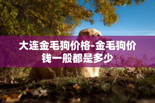 大連金毛狗價格-金毛狗價錢一般都是多少