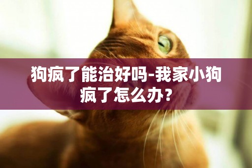 狗瘋了能治好嗎-我家小狗瘋了怎么辦？