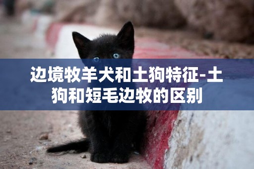 邊境牧羊犬和土狗特征-土狗和短毛邊牧的區別