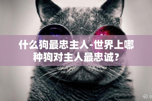什么狗最忠主人-世界上哪種狗對主人最忠誠？