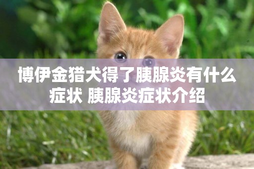 博伊金獵犬得了胰腺炎有什么癥狀 胰腺炎癥狀介紹