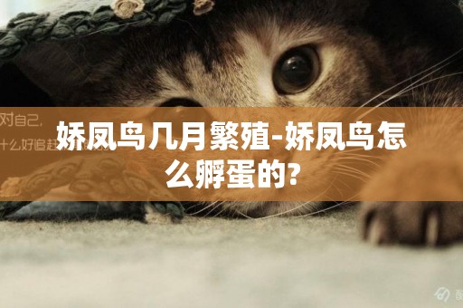 嬌鳳鳥幾月繁殖-嬌鳳鳥怎么孵蛋的?