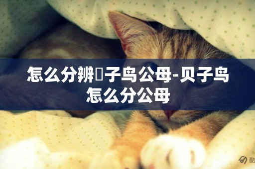 怎么分辨辡子鳥公母-貝子鳥怎么分公母