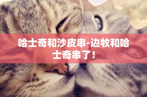 哈士奇和沙皮串-邊牧和哈士奇串了！