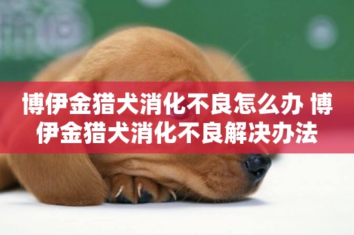 博伊金獵犬消化不良怎么辦 博伊金獵犬消化不良解決辦法