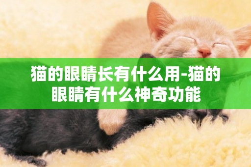 貓的眼睛長有什么用-貓的眼睛有什么神奇功能