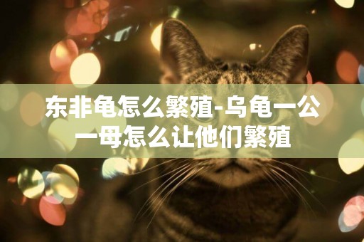 東非龜怎么繁殖-烏龜一公一母怎么讓他們繁殖