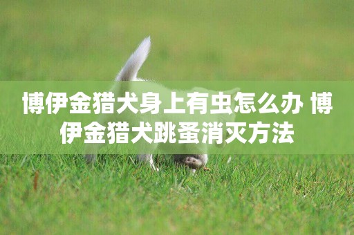 博伊金獵犬身上有蟲怎么辦 博伊金獵犬跳蚤消滅方法
