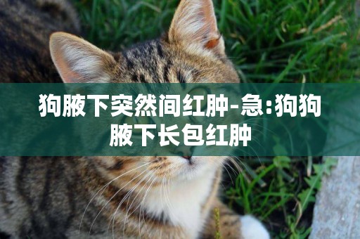 狗腋下突然間紅腫-急:狗狗腋下長包紅腫