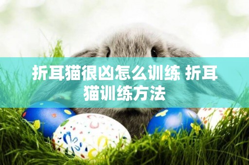 折耳貓很兇怎么訓練 折耳貓訓練方法