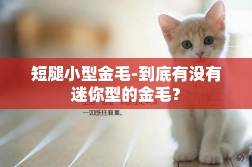 短腿小型金毛-到底有沒有迷你型的金毛? 短腿小型金毛-到底有沒有迷你型的金毛?