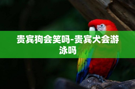 貴賓狗會笑嗎-貴賓犬會游泳嗎