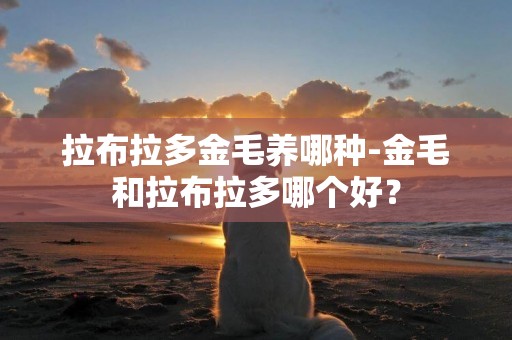 拉布拉多金毛養哪種-金毛和拉布拉多哪個好？