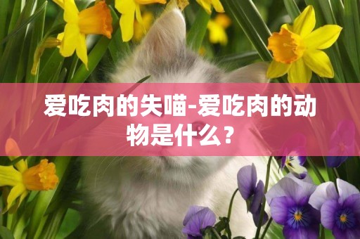愛吃肉的失喵-愛吃肉的動物是什么？