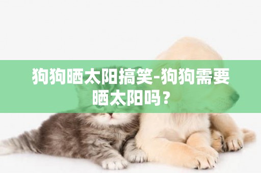 狗狗曬太陽搞笑-狗狗需要曬太陽嗎? 狗狗曬太陽搞笑-狗狗需要曬太陽嗎?