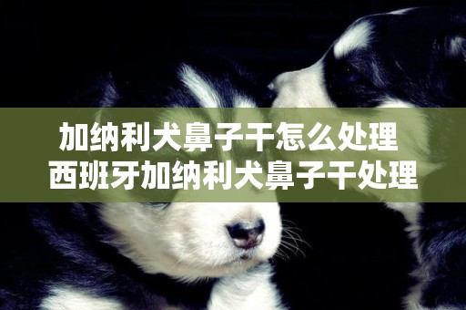 加納利犬鼻子干怎么處理 西班牙加納利犬鼻子干處理辦法