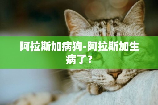 阿拉斯加病狗-阿拉斯加生病了？