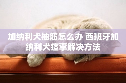 加納利犬抽筋怎么辦 西班牙加納利犬痙攣解決方法