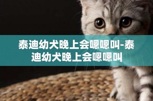 泰迪幼犬晚上會嗯嗯叫-泰迪幼犬晚上會嗯嗯叫