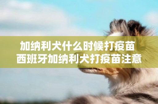 加納利犬什么時候打疫苗 西班牙加納利犬打疫苗注意事項