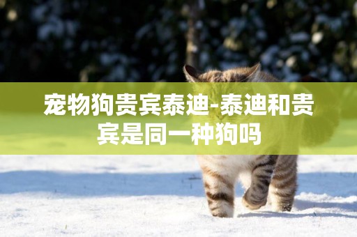 寵物狗貴賓泰迪-泰迪和貴賓是同一種狗嗎