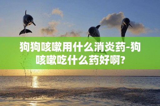 狗狗咳嗽用什么消炎藥-狗咳嗽吃什么藥好啊?