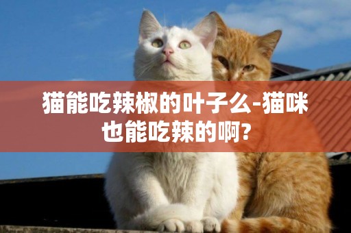 貓能吃辣椒的葉子么-貓咪也能吃辣的啊?