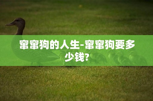 竄竄狗的人生-竄竄狗要多少錢?