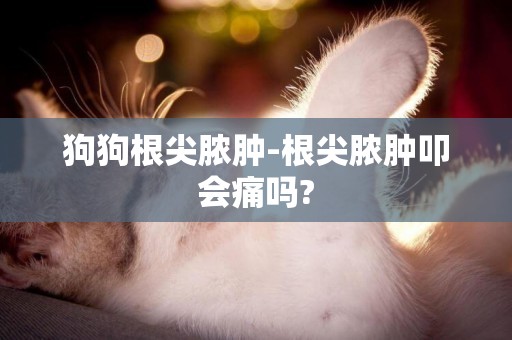 狗狗根尖膿腫-根尖膿腫叩會痛嗎?