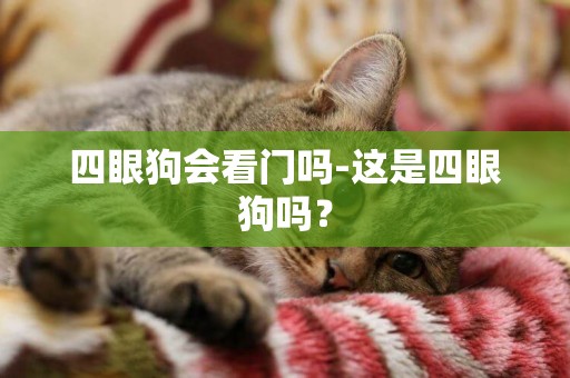 四眼狗會看門嗎-這是四眼狗嗎？