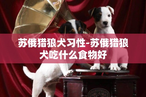 蘇俄獵狼犬習性-蘇俄獵狼犬吃什么食物好