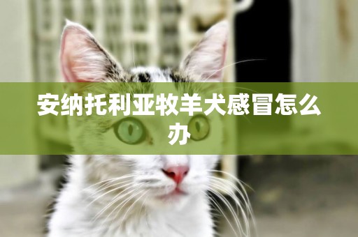 安納托利亞牧羊犬感冒怎么辦