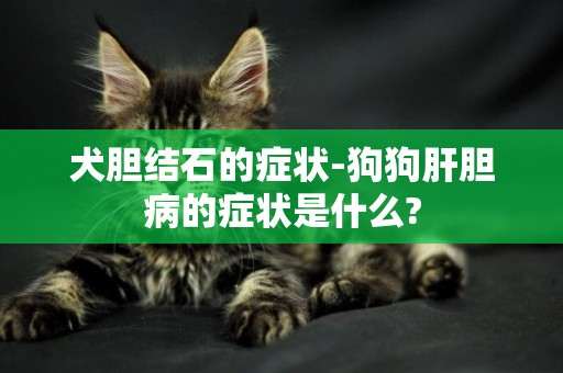 犬膽結石的癥狀-狗狗肝膽病的癥狀是什么?