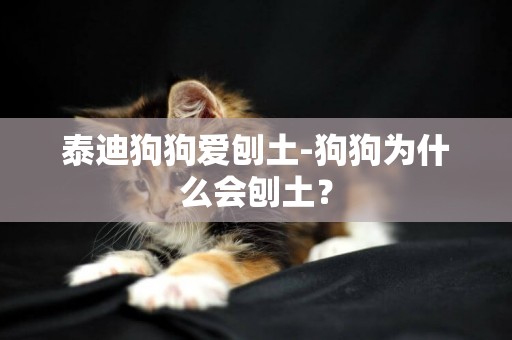 泰迪狗狗愛刨土-狗狗為什么會刨土？