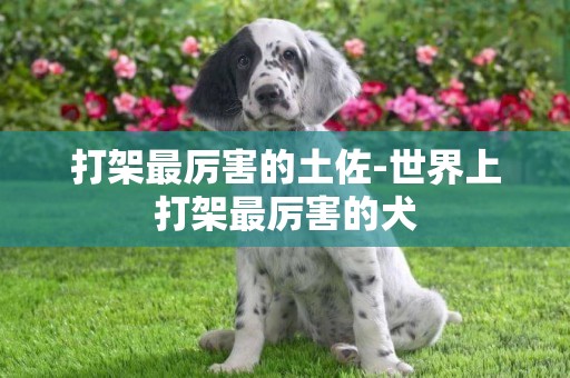 打架最厲害的土佐-世界上打架最厲害的犬