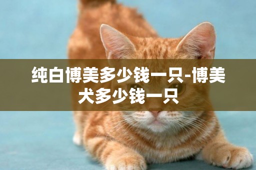 純白博美多少錢一只-博美犬多少錢一只