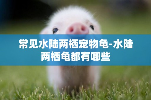 常見水陸兩棲寵物龜-水陸兩棲龜都有哪些