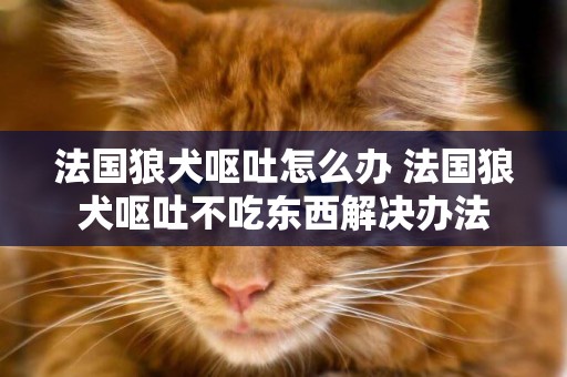 法國狼犬嘔吐怎么辦 法國狼犬嘔吐不吃東西解決辦法
