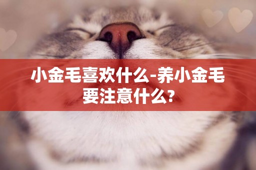 小金毛喜歡什么-養小金毛要注意什么?