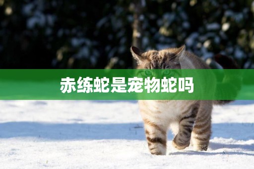 赤練蛇是寵物蛇嗎