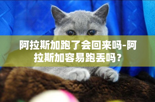 阿拉斯加跑了會回來嗎-阿拉斯加容易跑丟嗎？