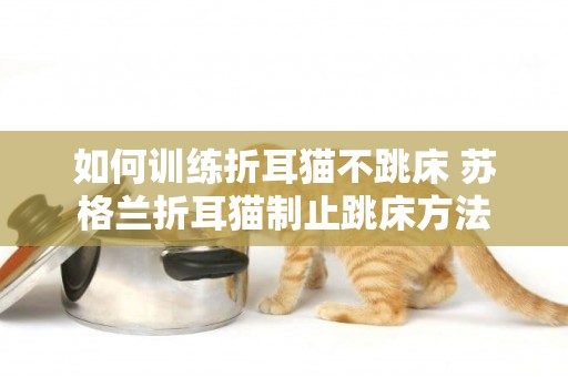 如何訓練折耳貓不跳床 蘇格蘭折耳貓制止跳床方法
