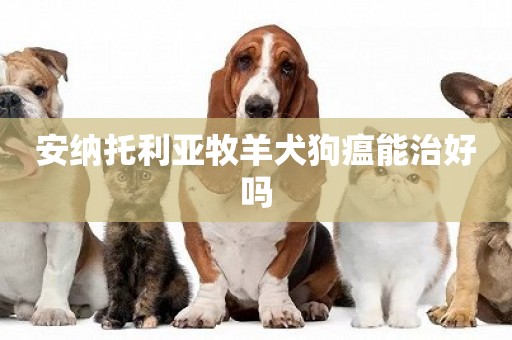安納托利亞牧羊犬狗瘟能治好嗎