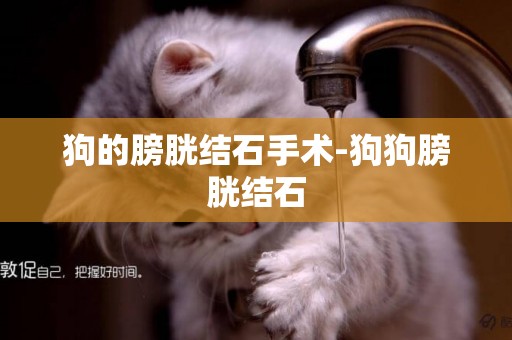 狗的膀胱結石手術-狗狗膀胱結石