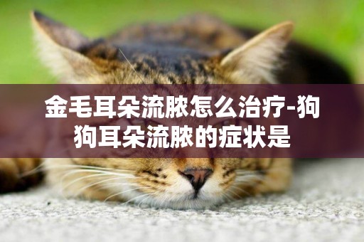 金毛耳朵流膿怎么治療-狗狗耳朵流膿的癥狀是